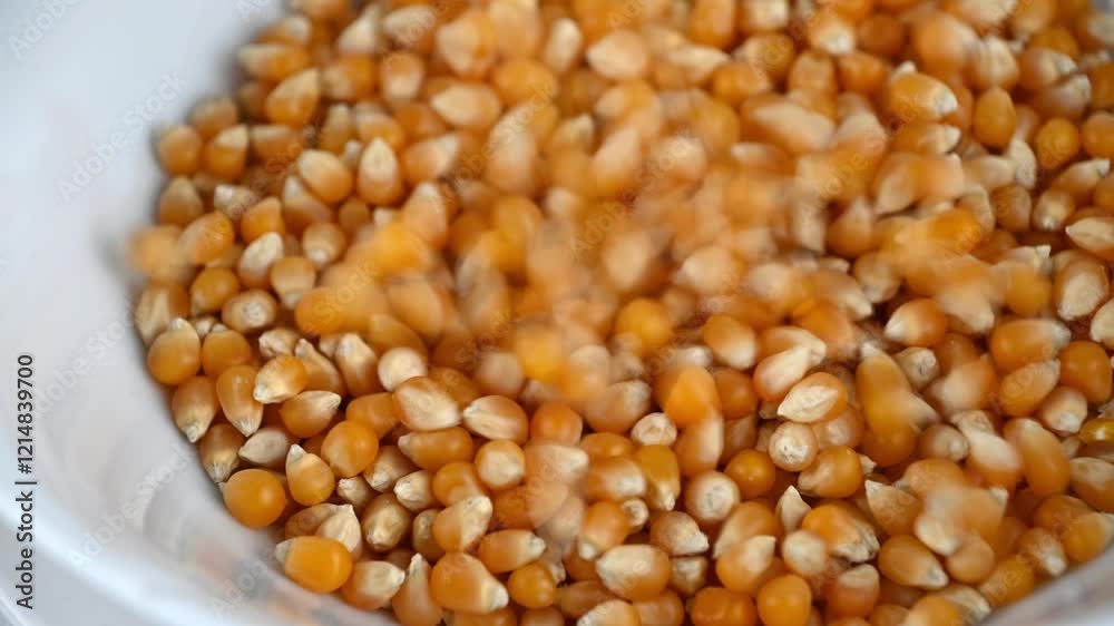 Unpopped yellow corn. a variety of corn kernel. the snack food. Unpopped yellow corn. a variety of corn kernel. the snack food.
