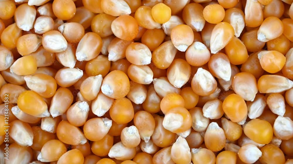 Unpopped yellow corn. a variety of corn kernel. the snack food. Unpopped yellow corn. a variety of corn kernel. the snack food.
