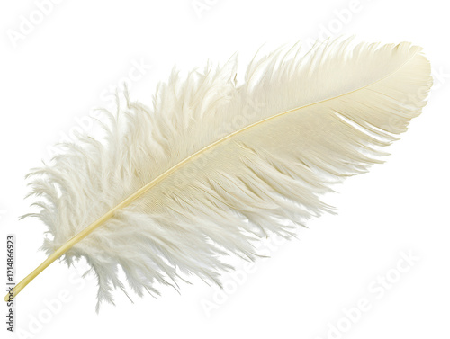 Isolated Ostrich Feather