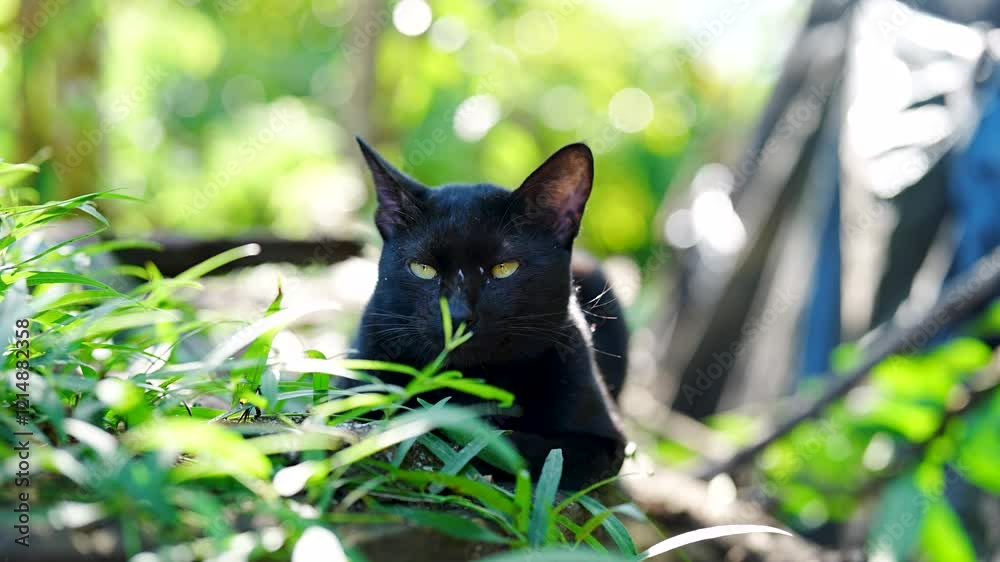 Closeup black cat sleeping on green lawn Closeup black cat sleeping on green lawn