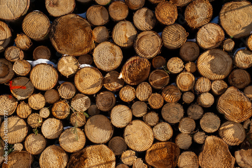 Stack of piled tree logs