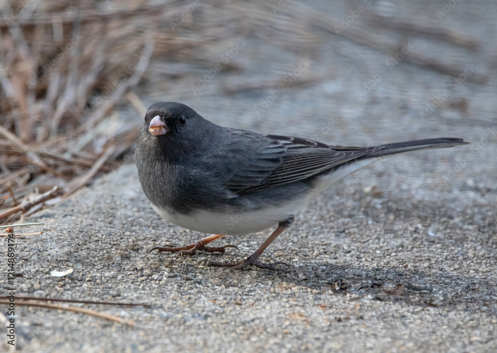 Φωτογραφία Closeup of a Male Dark-Eyed Junco