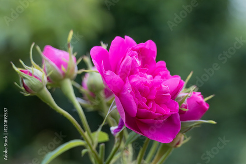 close up of bright pink roses with a blurred green background