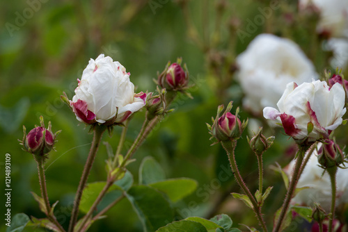 close up of pretty white roses and pink rose buds