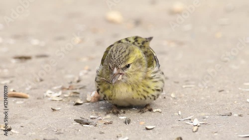 Eurasian siskin eating sunflower seeds on the ground