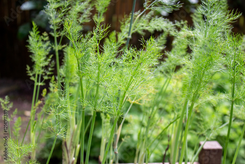 Foeniculum vulgare Mill, popularmente erva-doce, funcho, funcho-doce,funcho de Florença, fiolho ou erva-doce de cabeça