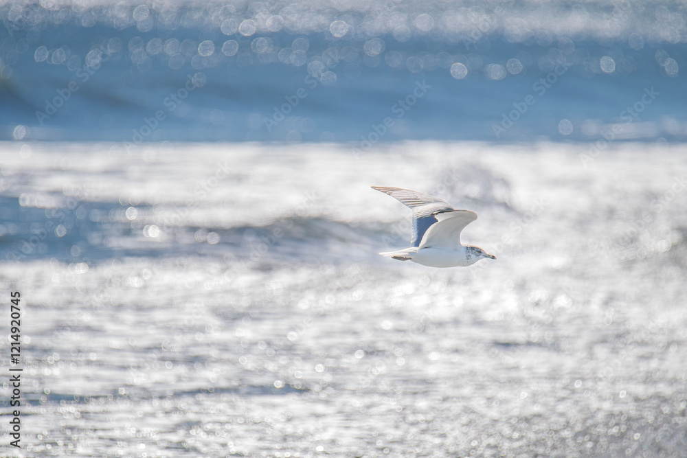 Ring Billed Seagul Flies over the Ocean with Sunlight Reflecting off the Water Creating a Natural Bokeh Effect Ring Billed Seagul Flies over the Ocean with Sunlight Reflecting off the Water Creating a Natural Bokeh Effect