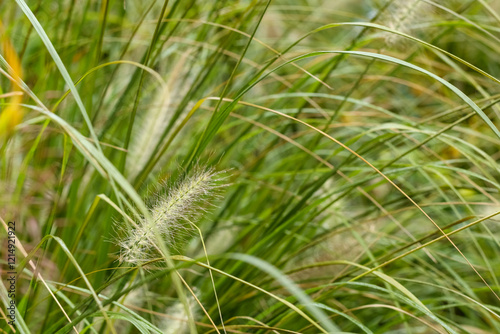 
A dense, green bunch of grass with fluffy, whitish flowers. photo