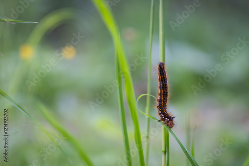 A Drinker moth caterpillar, crawling on a blade of grass at the edge of woodland. Caterpillar of the Drinker moth (Philudoria potatoria).  photo