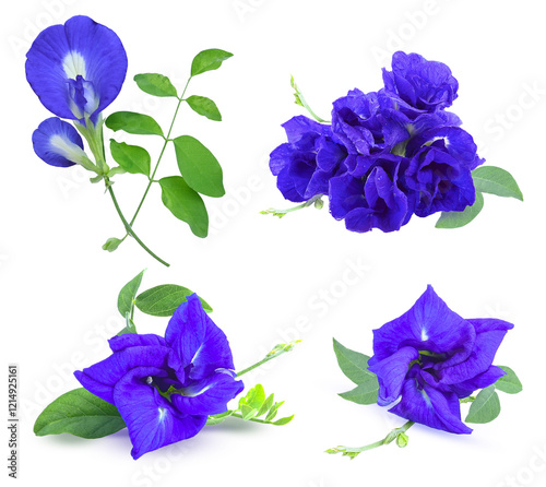 Close up  set of  Butterfly pea flowers   on white background .