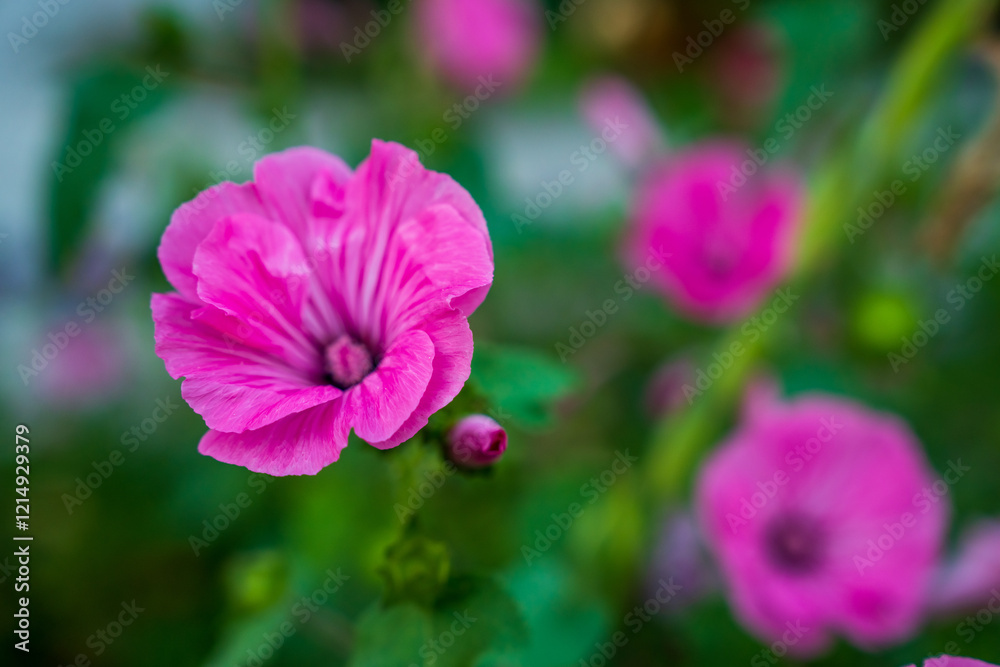 Obraz premium Vibrant Spring Flowers in Full Bloom