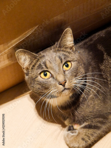 Wallpaper Mural Cute tabby cat laying by a cardboard box. Cat portrait. Curious and playful. Torontodigital.ca