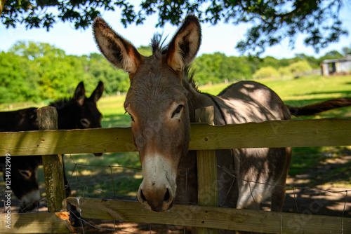 cute donkey looking over the fence