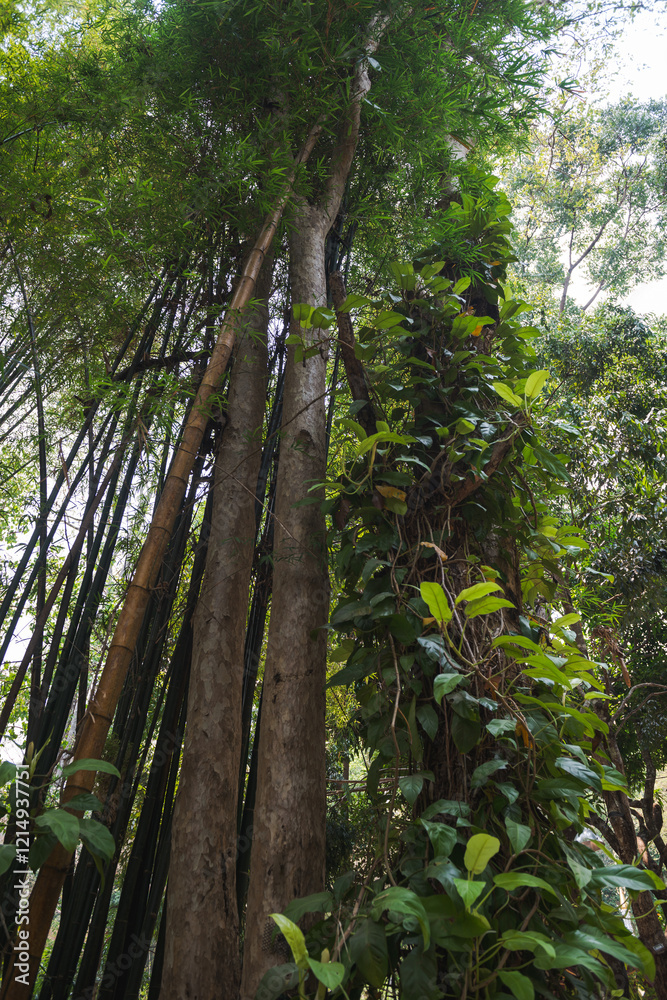 Fototapeta premium Tall trees of Wat Pha Lat temple