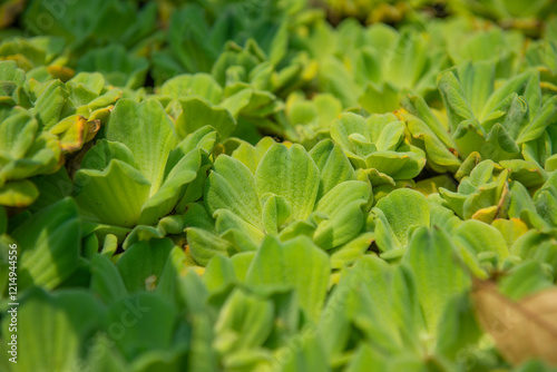 Closeup of Water-lettuce | Pistia stratiotes photo