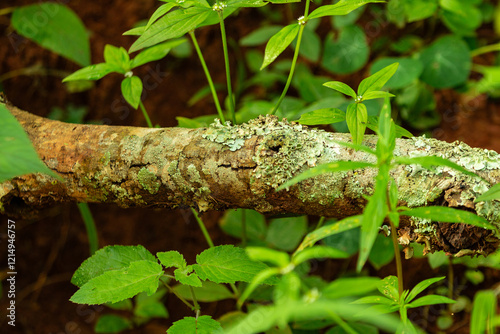 Um galho manchado de musgo e liquen, caído no chão no meio do bosque, com algumas ervas ao redor. photo