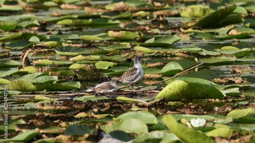 Whiskered tern brings food to its chick and gives it to it in flight while the chick stands on a water lily