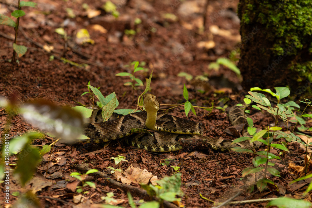 Uma cobra enrolada no chão, camuflada, com a cabeça levantada, pronta para o bote. jararaca caiçaca. bothrops moojeni. Uma cobra enrolada no chão, camuflada, com a cabeça levantada, pronta para o bote. jararaca caiçaca. bothrops moojeni.