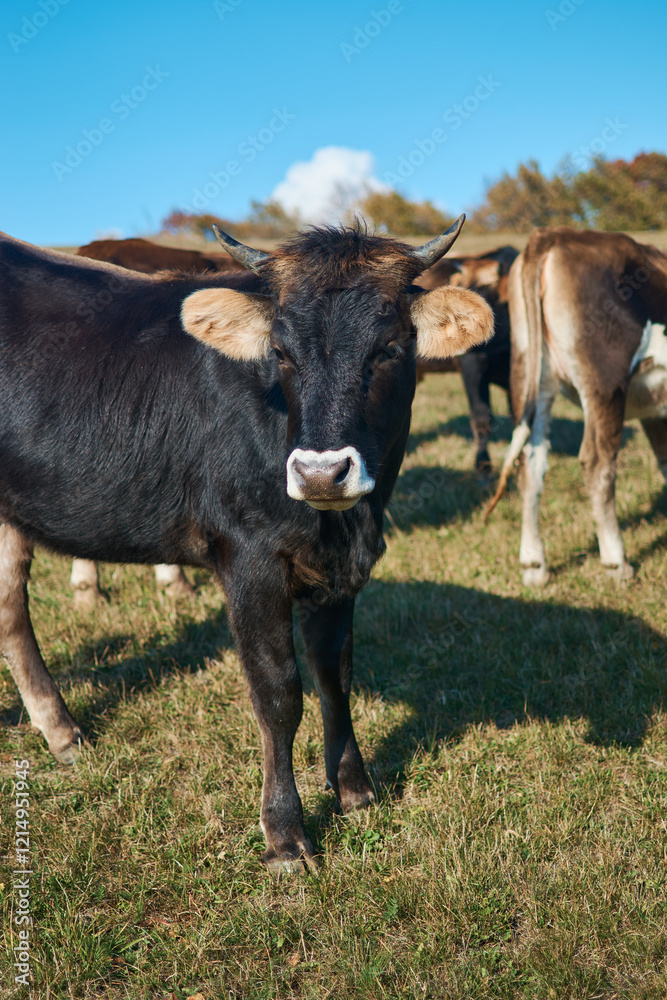 the cows graze in the autumn mountains in Armenia the cows graze in the autumn mountains in Armenia