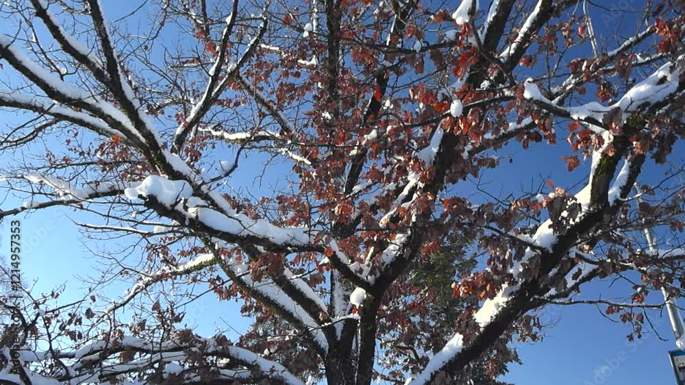 Large old oak tree covered in white fluffy and dense snow during winter sunny day with blue sky in the background. Oak tree has brown leaves covered in snow hanging on the branches, footage moves up. Large old oak tree covered in white fluffy and dense snow during winter sunny day with blue sky in the background. Oak tree has brown leaves covered in snow hanging on the branches, footage moves up.