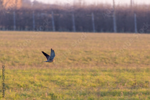 Gheppio, falco tinnunculus, ultime battute di caccia al tramonto.