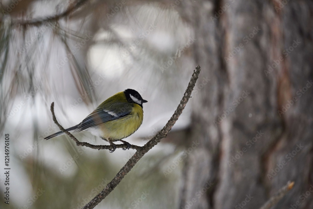 A titmouse sits on a branch in the park. Winter time. A titmouse sits on a branch in the park. Winter time.