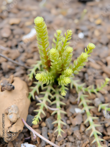 Lycopodium clavatum with sporophylls photo