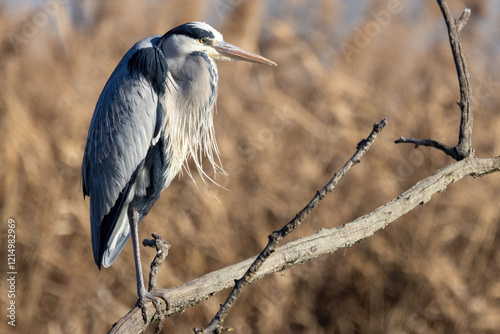 Airone cinerino nel freddo inverno all'oasi naturalistica di Manzolino.	 photo