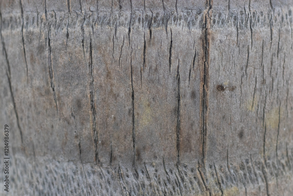 Fototapeta premium Coconut tree background pattern close up shot