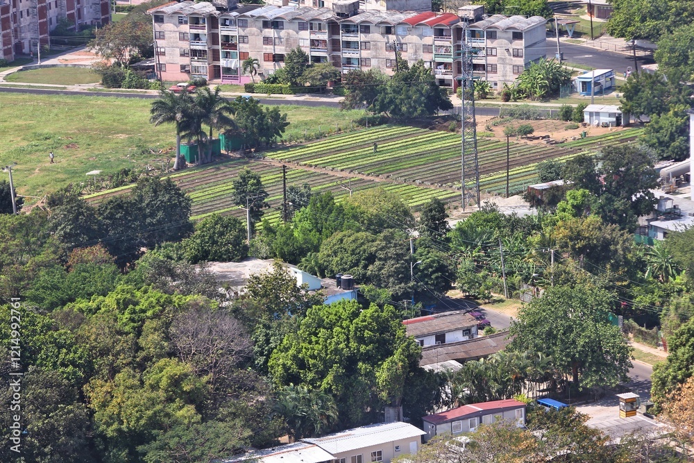 Obraz premium Urban agriculture in Havana, Cuba
