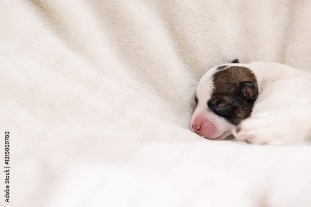 A small sleeping Jack Russell terrier puppy. A newborn puppy. A small sleeping Jack Russell terrier puppy. A newborn puppy.