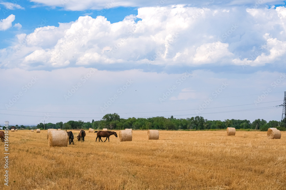 Landscape with horses in the field. Horses graze in a mown wheat field next to stacks of straw. Landscape with horses in the field. Horses graze in a mown wheat field next to stacks of straw.