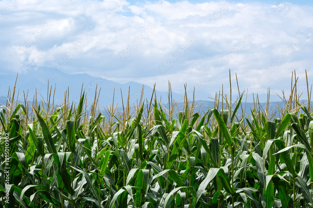 Close-up of corn. Plantation of corn fields on the background of blue sky. Close-up of corn. Plantation of corn fields on the background of blue sky.