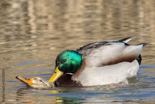 Germano reale nell'oasi naturalistica di Manzolino. photo