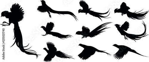 Silhouettes of Flying Ring-Necked Pheasants, and Golden Pheasants. Wildlife Bird Illustration