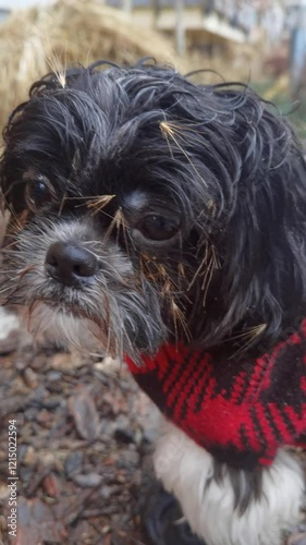The dog climbed into the grass with thorns