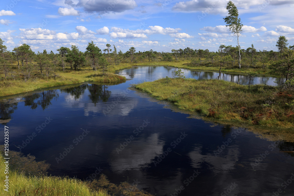 Obraz premium Landscape photo with a blue lake and a sky with clouds reflected in it in the swamps in Kemeru National Park near Jurmala, Latvia 