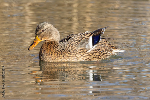 Germano reale nell'oasi naturalistica di Manzolino. photo