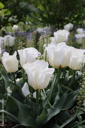 white tulips in the garden