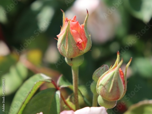 closeup of red rose bud