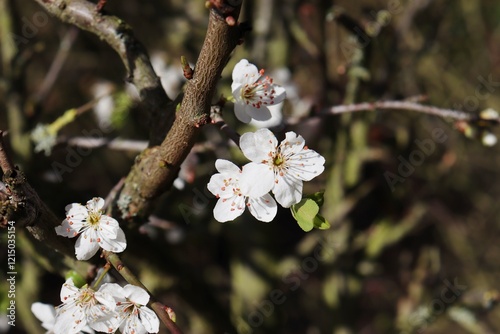 white blossoms of a blackthorn