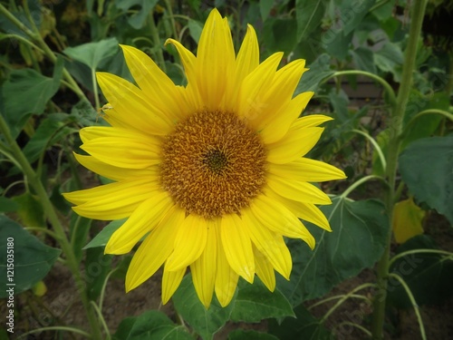 yellow sunflower in the field