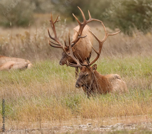 Gorgeous Massive Duo Elk Bulls Resting Peaceful Karthaus Benezette PA Wilds 7x7 8x7 8x8 photo