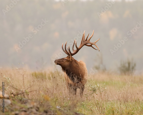 Beautiful Majestic Regal Elk Bull Autumn Rut Glory 7x7 8x7 8x8  photo