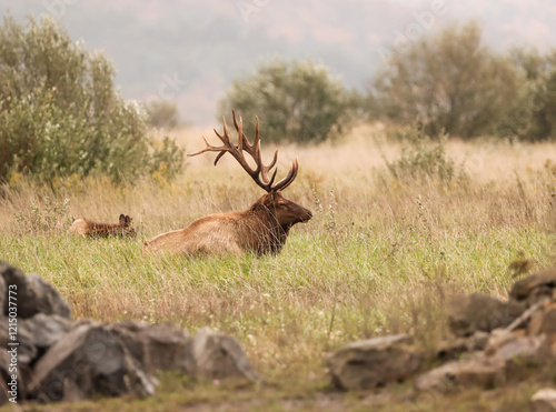 Beautiful Majestic Regal Elk Bull Autumn Rut Glory 7x7 8x7 8x8  photo