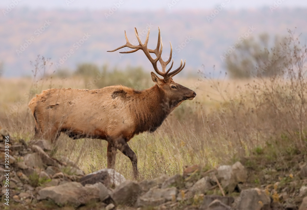 Beautiful Majestic Regal Elk Bull Autumn Rut Glory 7x7 8x7 8x8 