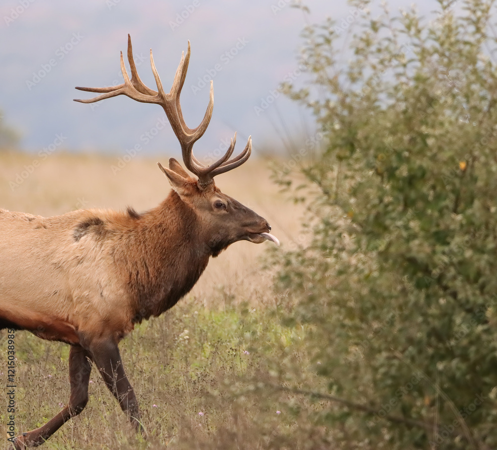 Obraz premium Beautiful Majestic Regal Elk Bull Autumn Rut Glory 7x7 8x7 8x8 