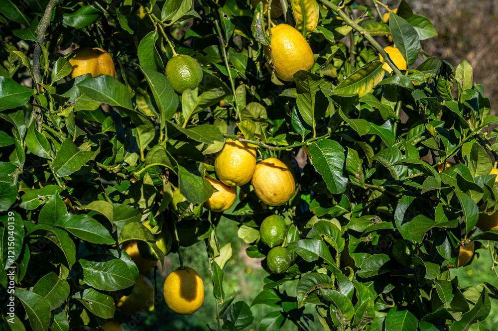 Organic Lemon tree with lemons hanging