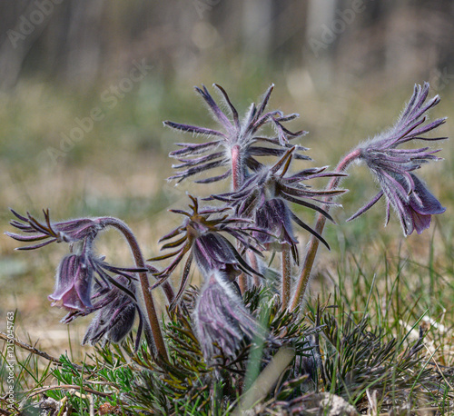 Pulsatilla pratensis.Small wild flowers. Meadow plants. Close-up photo