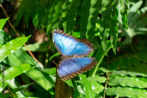 Stunning Blue Morpho Butterfly Morpho Peleides With Its Brilliant Blue Wings Captured In Nature photo